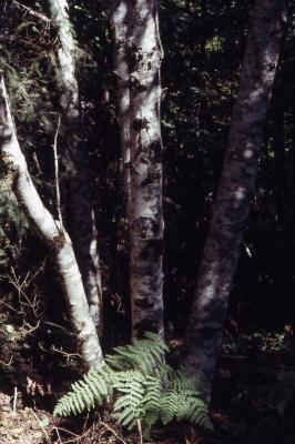 Alnus rubra Bong. (red alder), tree trunks 