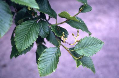 Alnus rubra Bong. (red alder), leaves and developing fruits 