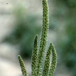 Ambrosia artemisiifolia L. (annual ragweed), inflorescence