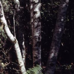 Alnus rubra Bong. (red alder), tree trunks 