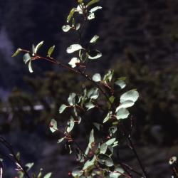 Amelanchier alnifolia Nutt. (Saskatoon serviceberry), twigs and leaves