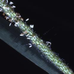 Alopecurus aequalis Sobol. (shortawn foxtail), flowers on stem