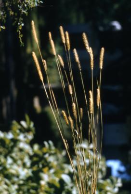 Alopecurus L. (foxtail grass), habit