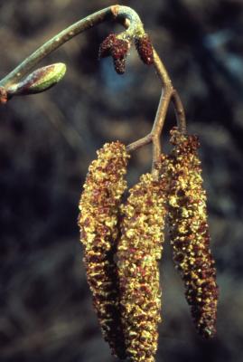 Alnus incana ssp. rugosa (Du Roi) R. T. Clausen (speckled alder), catkins and female flowers 