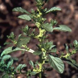  Amaranthus albus L. (prostrate pigweed), leaves and flowers 