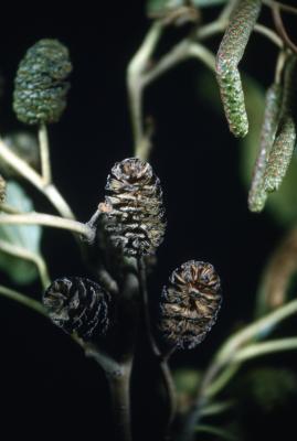 Alnus glutinosa (L.) Gaertn. (European black alder), close-up of fruits
