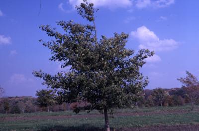 Alnus glutinosa (L.) Gaertn. (European black alder), young tree
