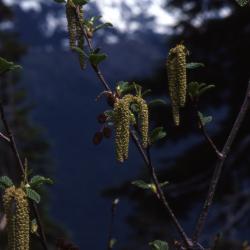 Alnus viridis ssp. sinuata (Regel) A. Löve & D. Löve (Sitka alder), catkins and emerging leaves
