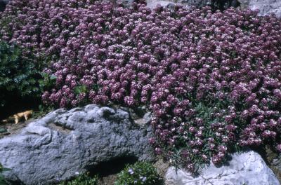 Alyssum 'Royal Carpet' (Royal Carpet Alyssum), flowers 