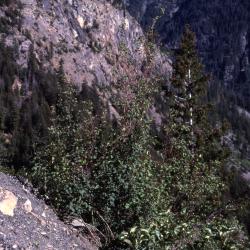 Amelanchier alnifolia Nutt. (Saskatoon serviceberry), habitat