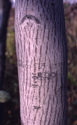 Amelanchier laevis Wiegand (Allegheny serviceberry), trunk, bark