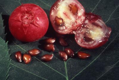 Amelanchier laevis Wiegand (Allegheny serviceberry), close-up of fruit, cross-section of fruit and seeds