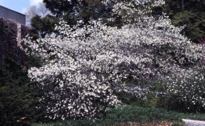 Amelanchier x grandiflora Rehder (apple serviceberry), habit