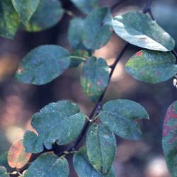 Amelanchier arborea (Michx. f.) Fern. (downy serviceberry), leaves