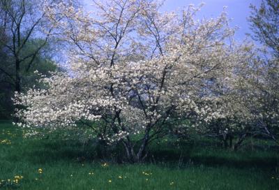 Amelanchier ×grandiflora Rehder (apple serviceberry), multi-stemmed tree, habit