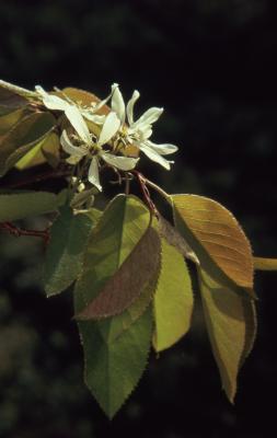 Amelanchier laevis Wiegand (Allegheny serviceberry), flowers and leaves