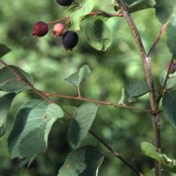 Amelanchier humilis Wiegand (low serviceberry), fruit (pome), leaves, and branch