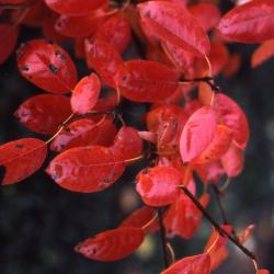 Amelanchier xgrandiflora Rehder (apple serviceberry), close-up of red fall leaves