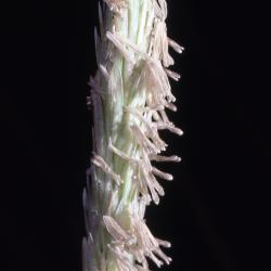 Ammophila breviligulata Fern. (American beachgrass), close-up of spikelets