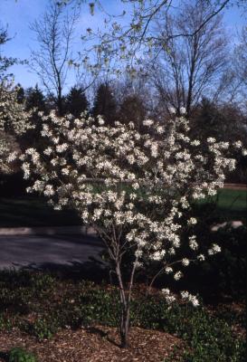 Amelanchier canadensis ‘Prince Charles’ (Prince Charles Canada serviceberry), habit