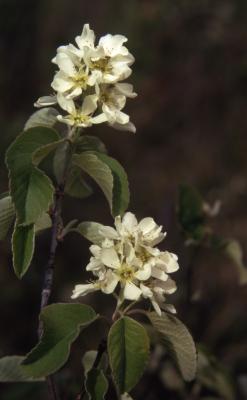 Amelanchier humilis Wiegand (low serviceberry), flowers, leaves, and stems