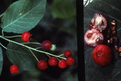 Amelanchier laevis Wiegand (Allegheny serviceberry), close-up of fruit with cross-section and seeds