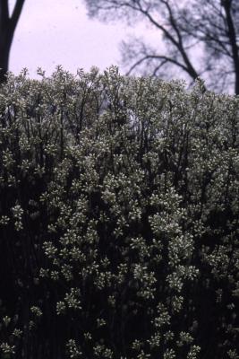 Amelanchier canadensis ‘Glenn’s Upright’ (RAINBOW PILLAR® Canada serviceberry) PP9,092, flower buds