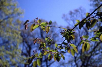 Amelanchier laevis Wiegand (Allegheny serviceberry), branch with fruit and leaves