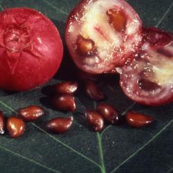 Amelanchier laevis Wiegand (Allegheny serviceberry), close-up of fruit, cross-section of fruit and seeds