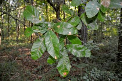 Quercus oglethorpensis (Oglethorpe's oak), foliage