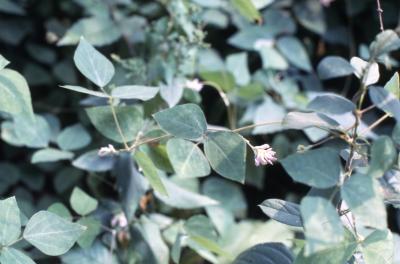 Amphicarpaea bracteata (L.) Fernald (Hog-peanut), stems with leaves and flowers