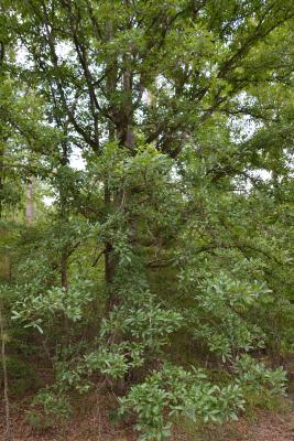 Quercus oglethorpensis (Oglethorpe oak), habit