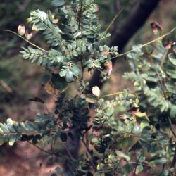 Amorpha fruticosa L. (indigo-bush), leaves and stems