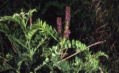 Amorpha fruticosa L. (indigo-bush), habit