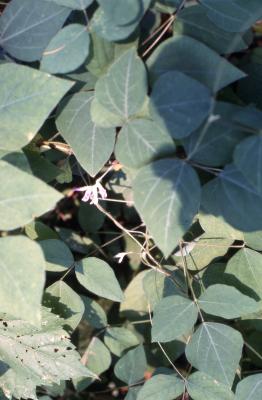 Amphicarpaea bracteata (L.) Fernald (Hog-peanut), leaves
