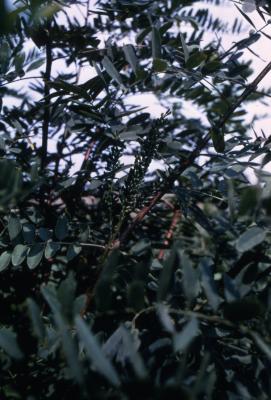 Amorpha fruticosa L. (indigo-bush), inflorescences