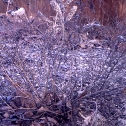 Amorpha canescens Pursh (leadplant), habit, winter form