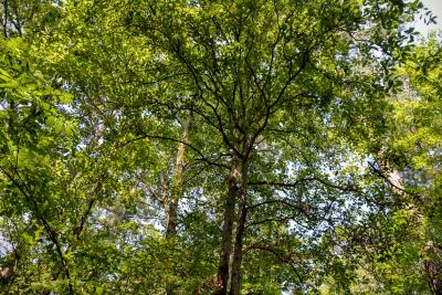 Quercus oglethorpensis (Oglethorpe oak), canopy