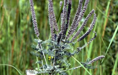 Amorpha canescens Pursh (leadplant), close-up of stem with flower spikes and leaves