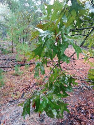 Quercus laevis Walter (turkey oak), foliage
