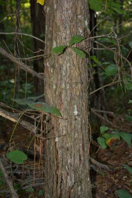 Quercus oglethorpensis (Oglethorpe oak), bark