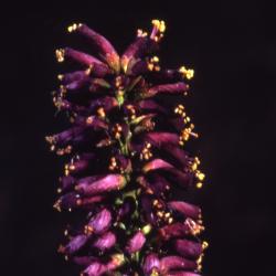 Amorpha fruticosa L. (indigo-bush), close-up of inflorescence in bud