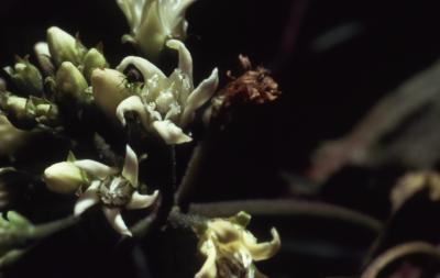 Cynanchum laeve (Michx.) Pers. (sand vine), close-up of flowers
