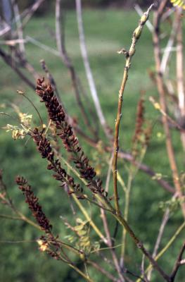 Amorpha fruticosa L. (indigo-bush), fruit on stems