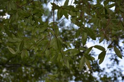 Quercus phellos (willow oak), foliage
