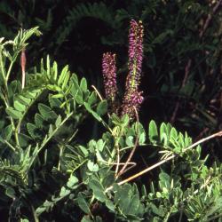 Amorpha fruticosa L. (indigo-bush), habit