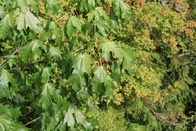 Acer macrophyllum Pursh (big-leaved maple), foliage