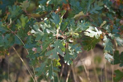 Quercus garryana Douglas ex Hook. (Oregon oak), foliage