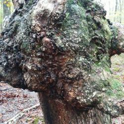 Quercus oglethorpensis (Oglethorpe oak) , stem canker