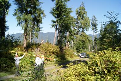 Seed collecting in Olympic National Forest